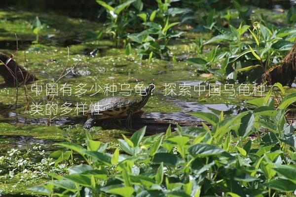 中國有多少種烏龜？探索中國烏龜種類的多樣性